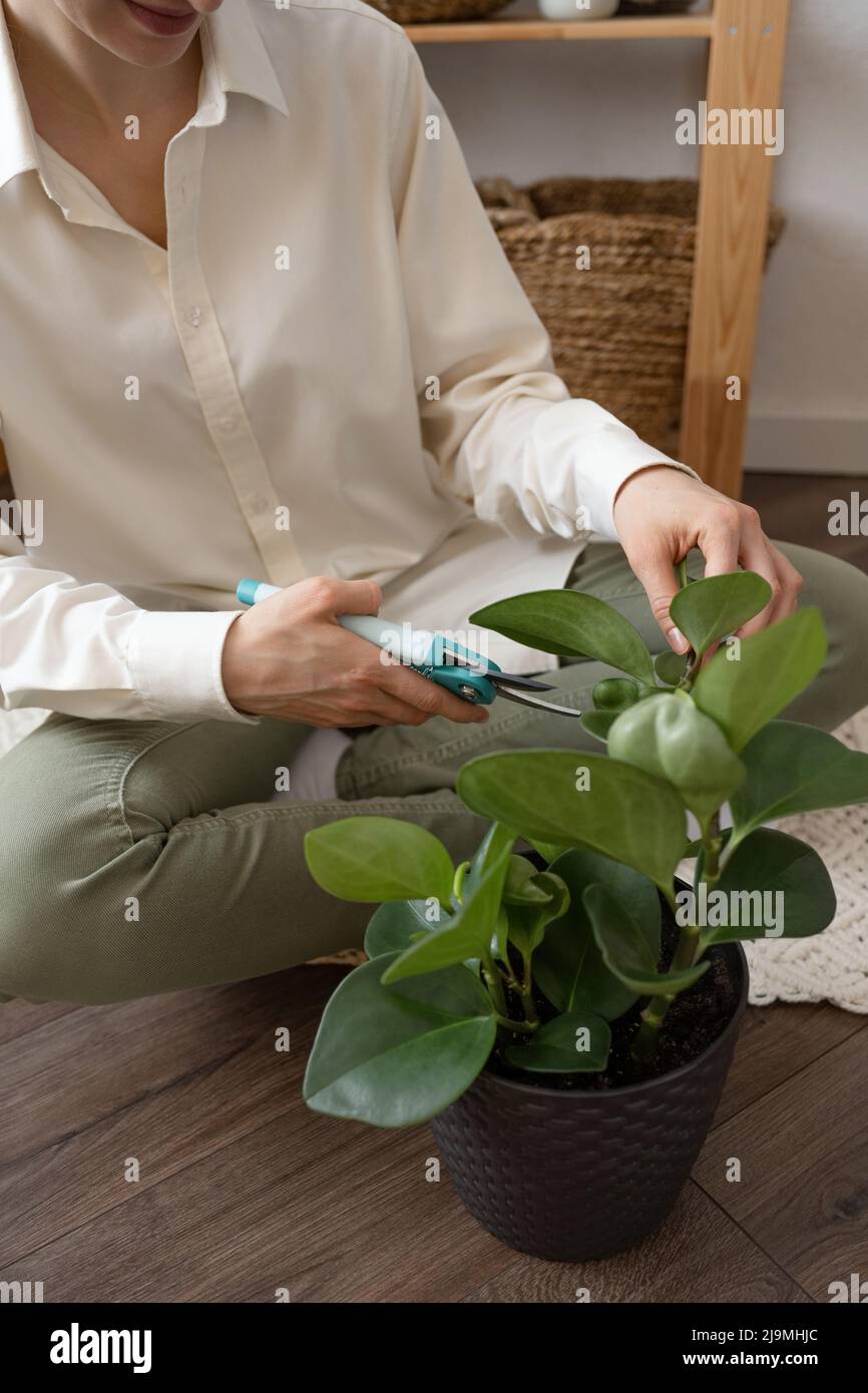 High angle of crop unrecognizable female in shirt sitting on floor with crossed legs and using secateurs for pruning potted baby rubberplant Stock Photo