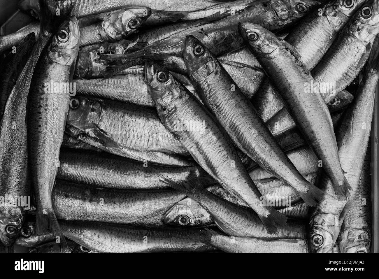 Black and white of Sardines / pilchards Sardina pilchardus