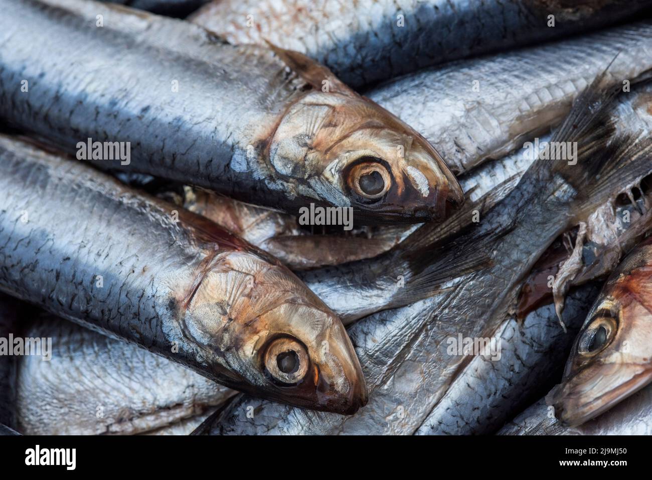 Sardines / pilchards - Sardina pilchardus. Home cooking / fishmongers. Over fishing. Fishery policy. Micro-plastic pollution of the oceans. Stock Photo