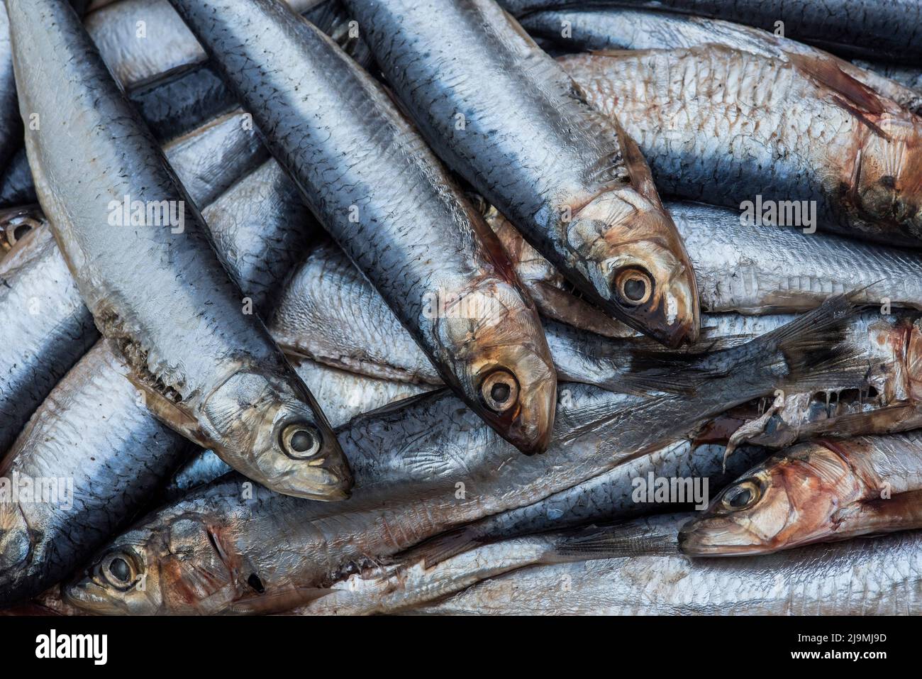 Sardines / pilchards - Sardina pilchardus. Home cooking / fishmongers. Over fishing. Fishery policy. Micro-plastic pollution of the oceans. Stock Photo