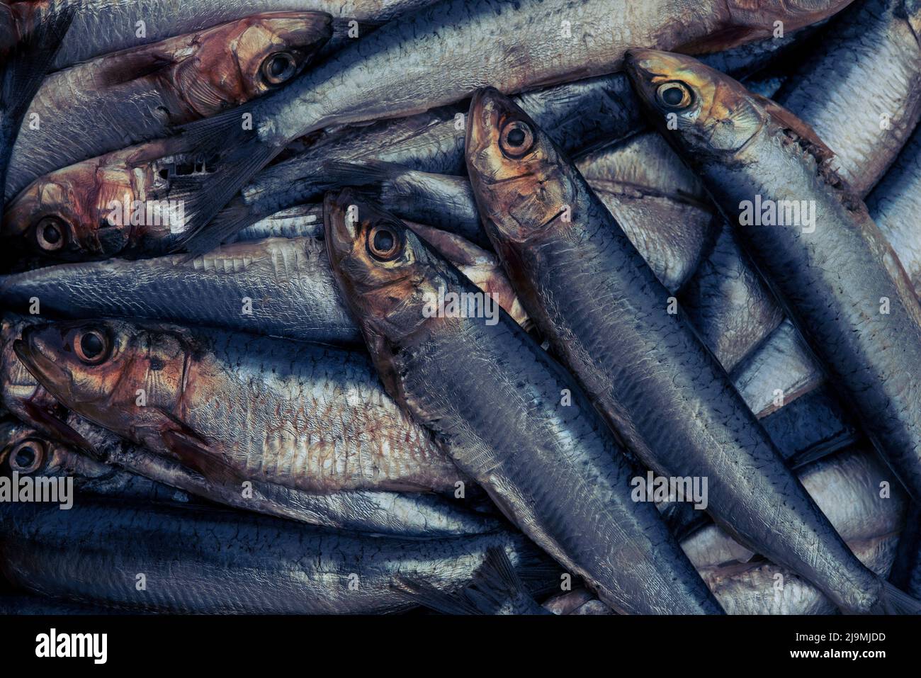 Sardines / pilchards Sardina pilchardus. Home cooking / fishmongers