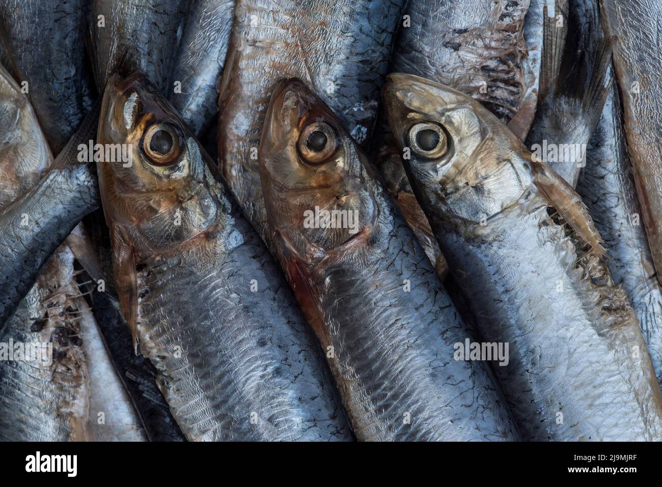 Sardines / pilchards Sardina pilchardus. Home cooking / fishmongers