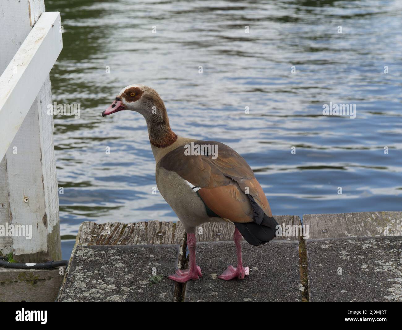 Egyptian Goose ( Alopochen aegyptiaca) on the side of the River Thames an all year round UK resident Stock Photo