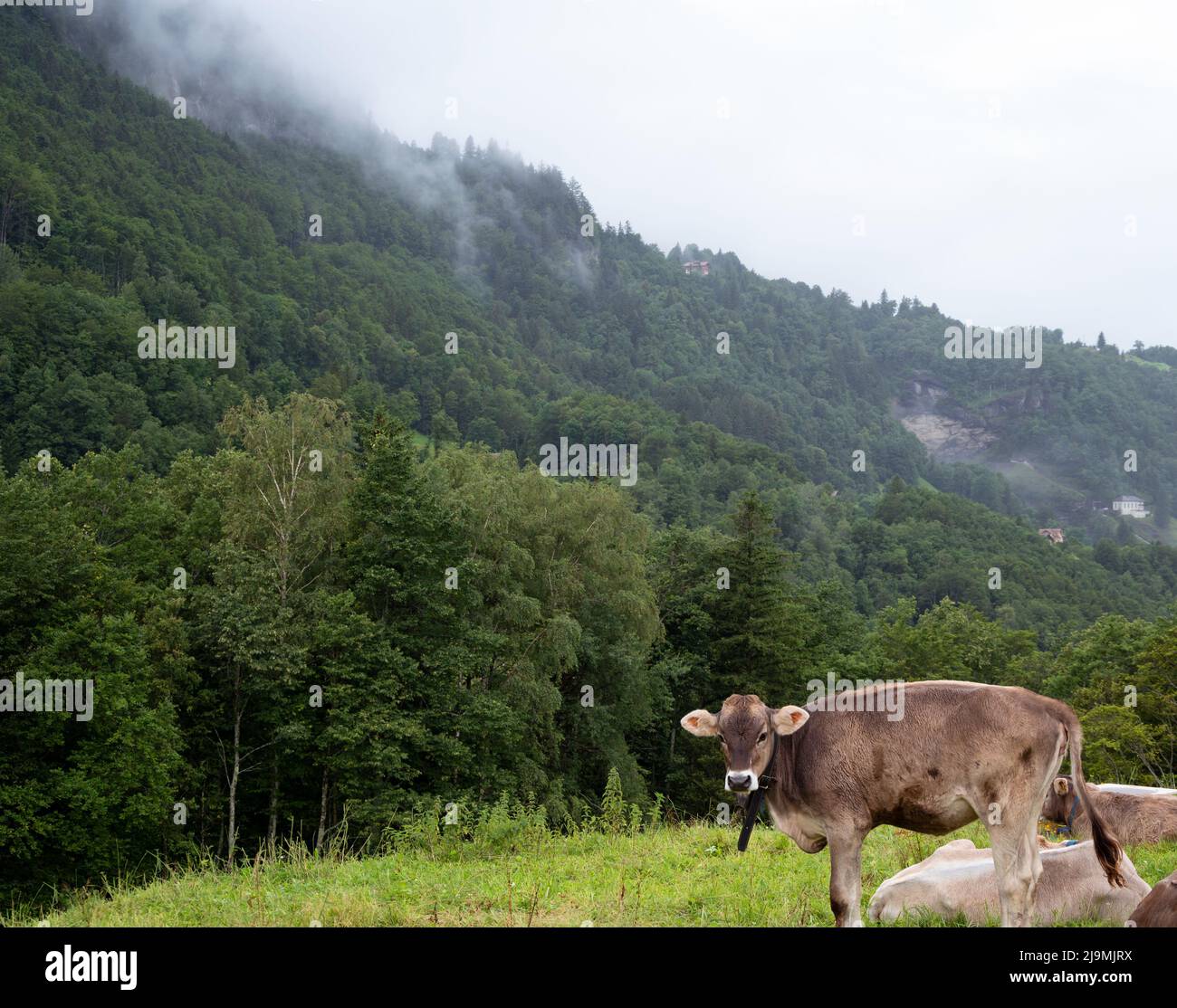 Swiss cows relaxing and feeding on mountain pasture on a misty morning at Meiringen, Switzerland. Stock Photo