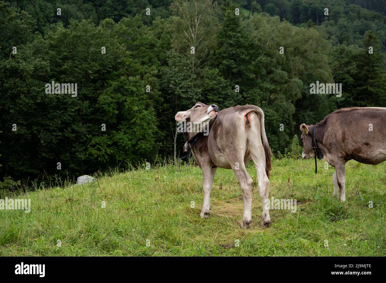 Swiss cows relaxing and feeding on mountain pasture on a misty morning at Meiringen, Switzerland. Stock Photo