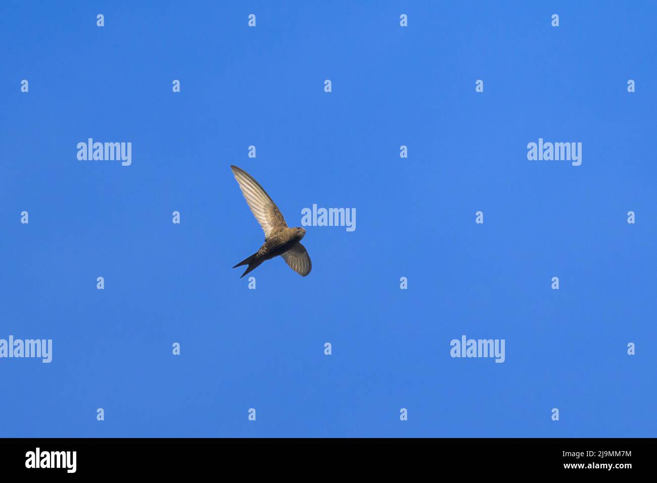 Swift In Flight A common swift in flight blue sky, sunny day in springtime, Vienna ...