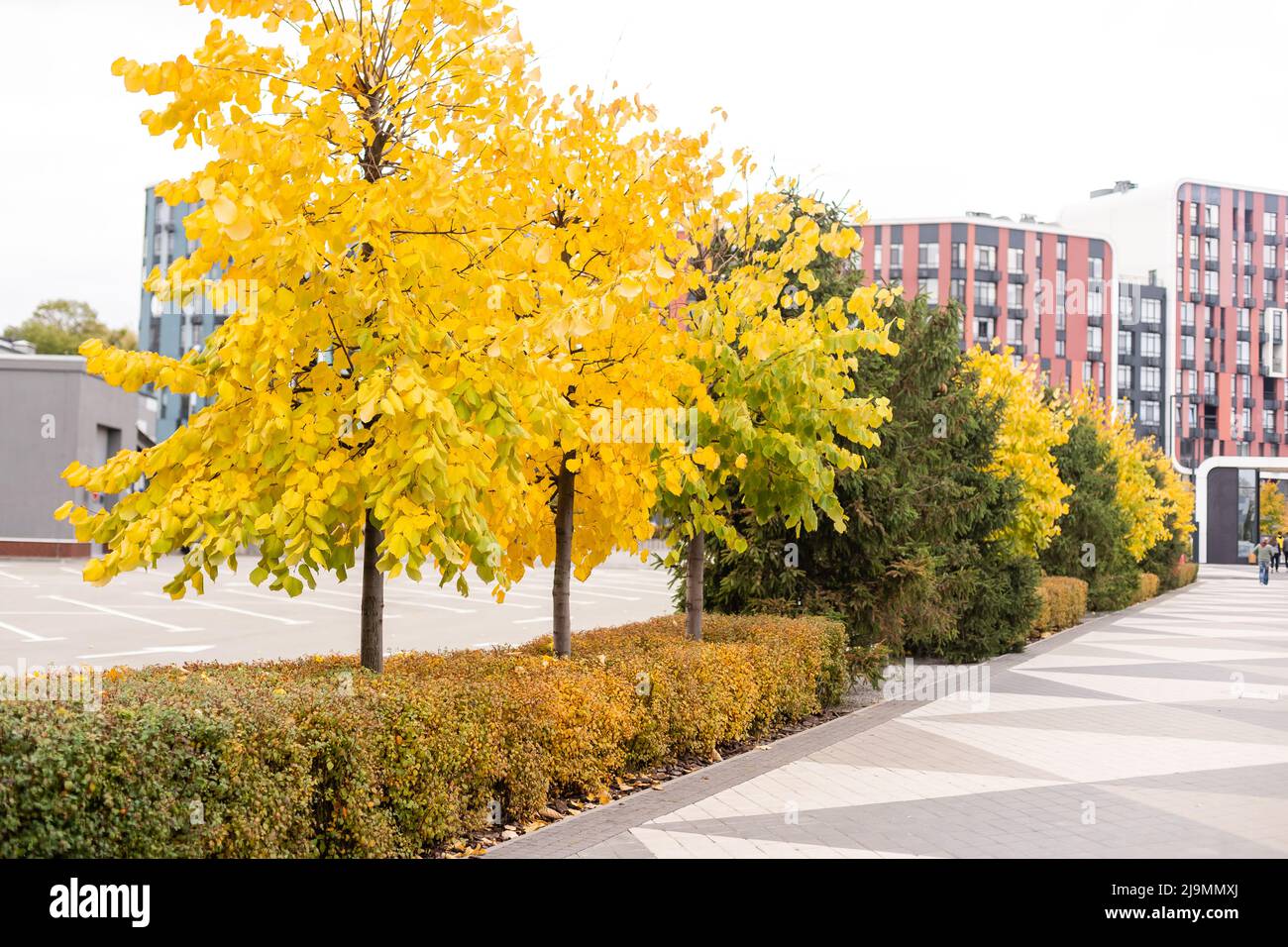 Park alley with beautiful green, yellow and orange trees Stock Photo ...