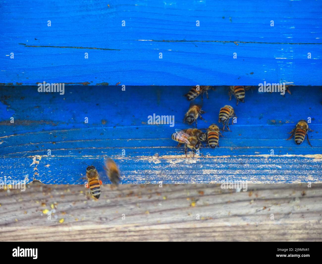 bees working and producing honey in a hive in a organic flower fields