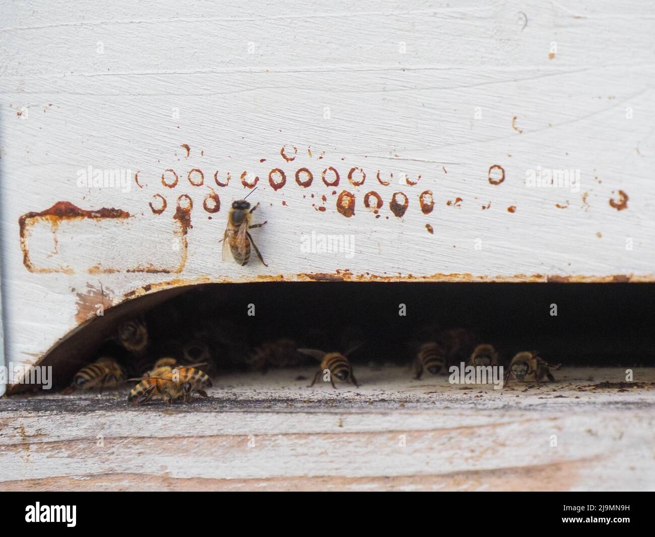 bees working and producing honey in a hive in a organic flower fields ...