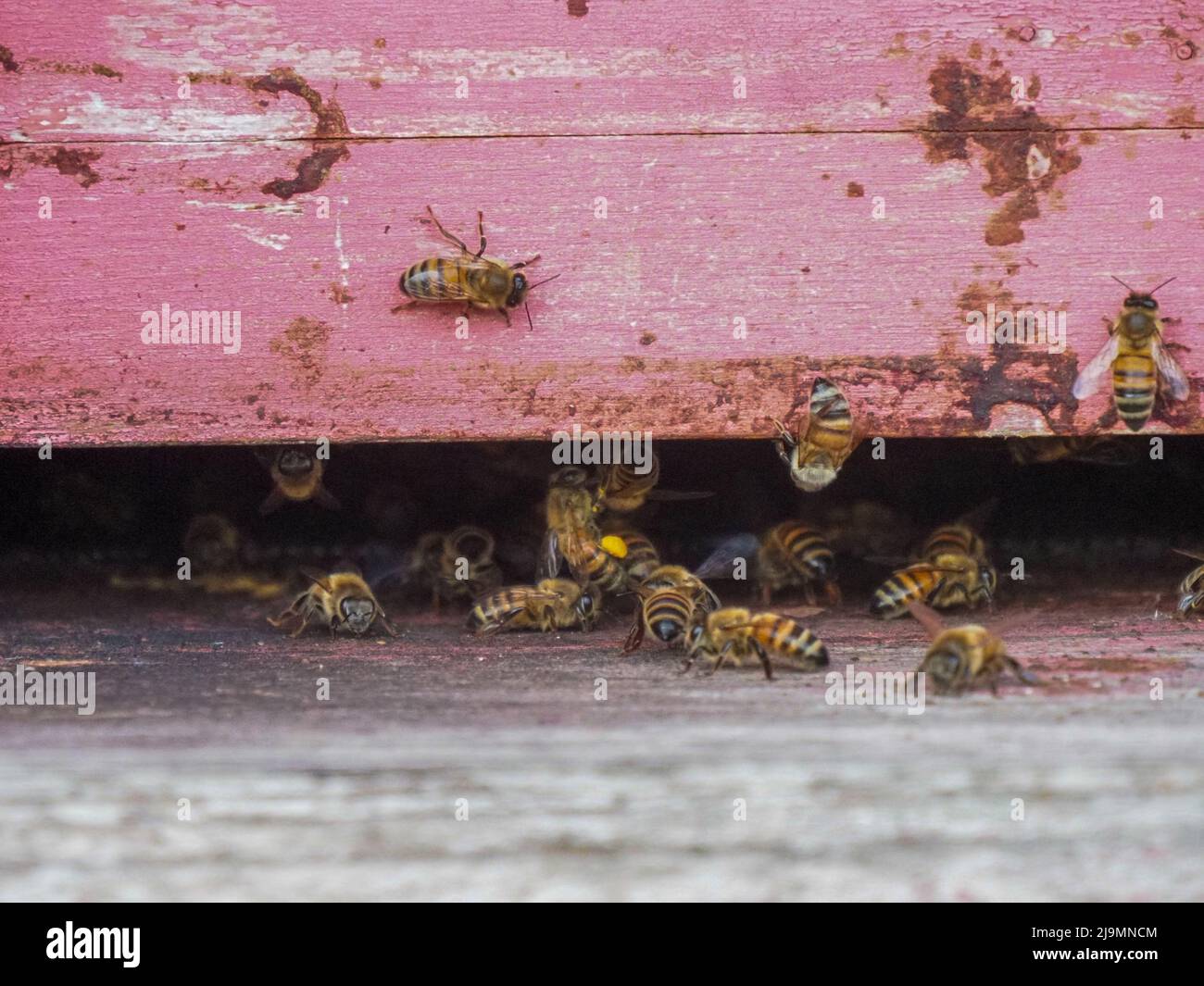 bees working and producing honey in a hive in a organic flower fields ...