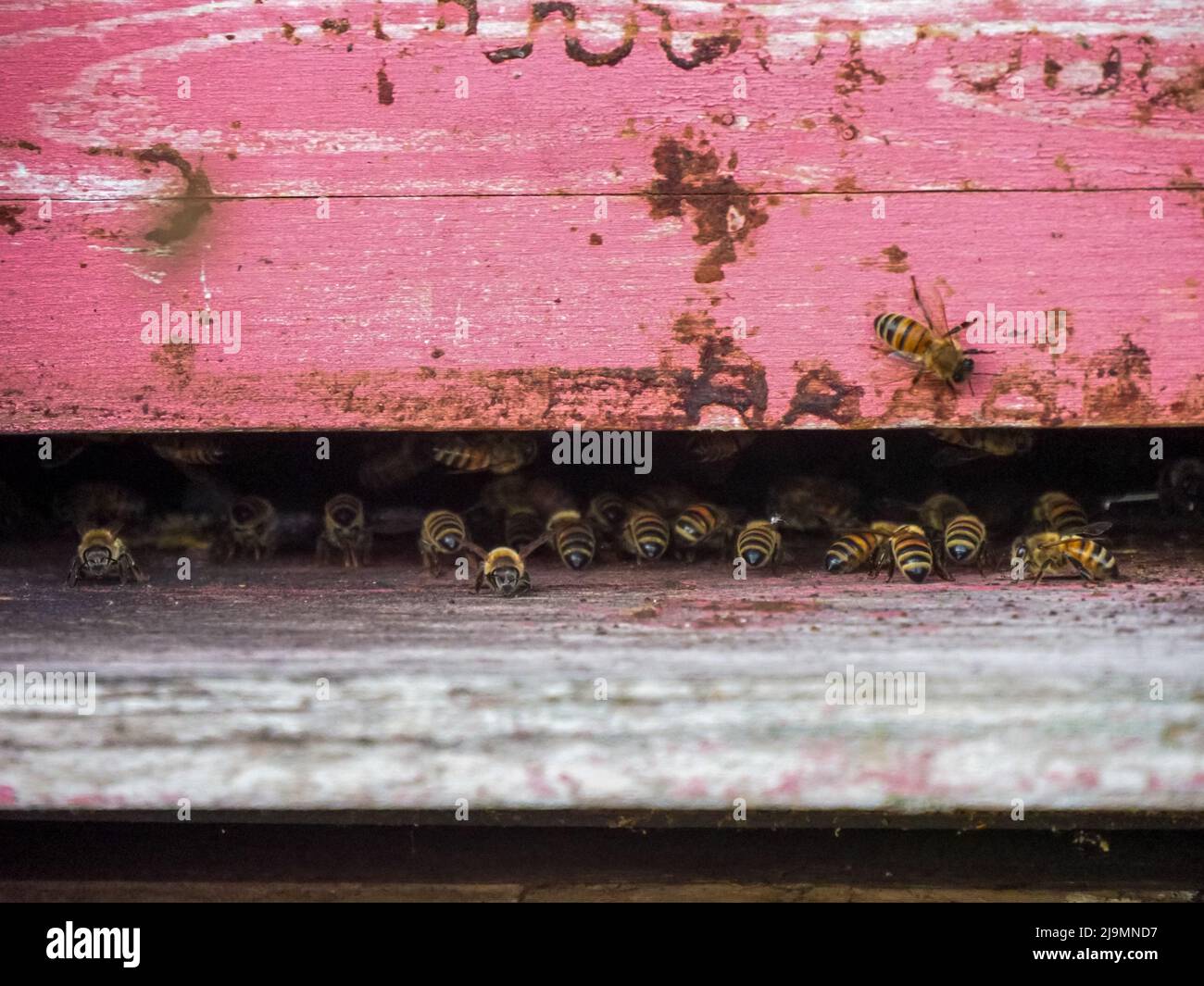 bees working and producing honey in a hive in a organic flower fields