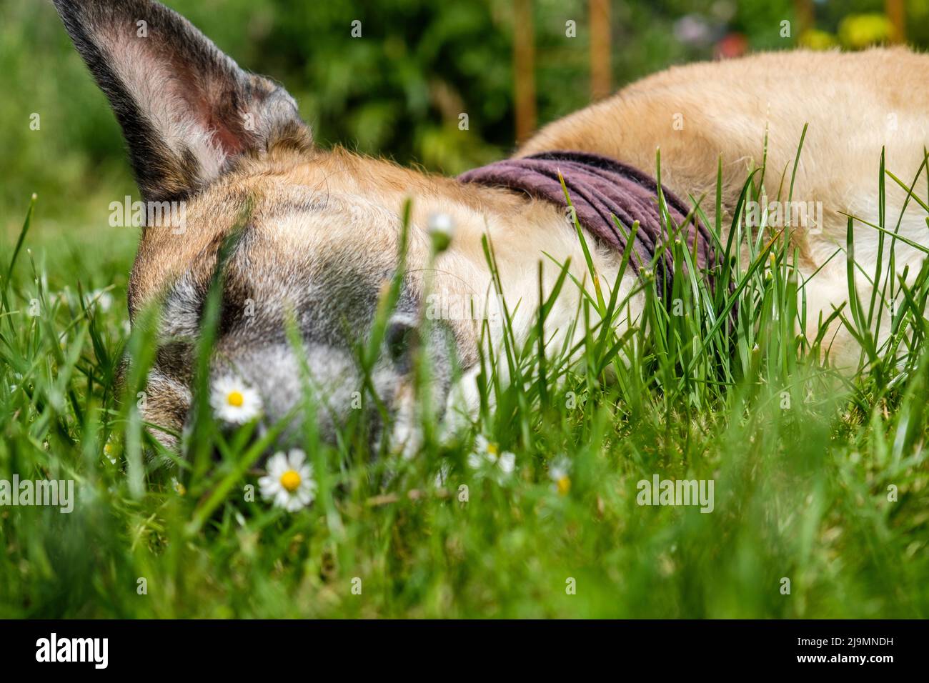 Dog asleep in the grass | Chien batard endormi sur le gazon d'un jardin  Stock Photo - Alamy