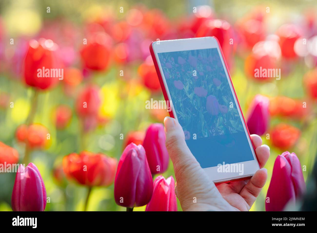 Woman's hand with phone photographing red tulips in park. Field of blooming colorful flowers. Spring landscape. High quality photo Stock Photo
