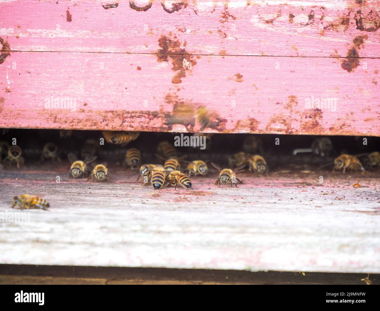 bees working and producing honey in a hive in a organic flower fields ...