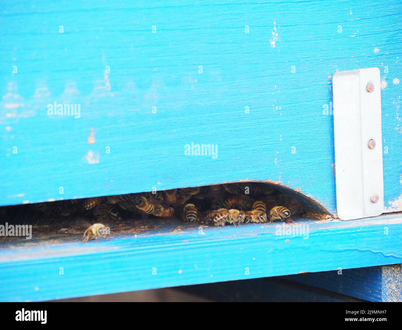 bees working and producing honey in a hive in a organic flower fields