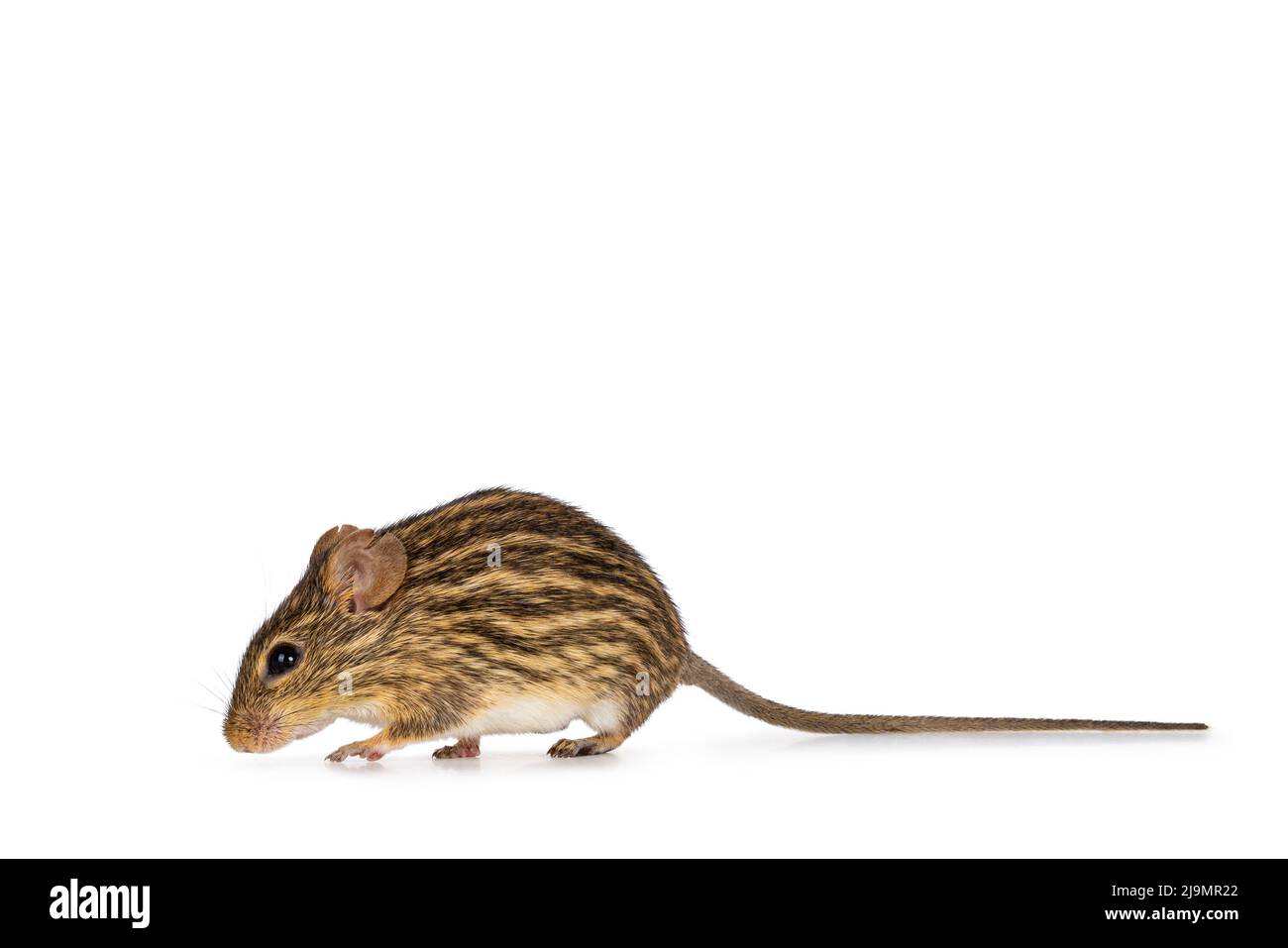 Striped grass mouse, walking side ways. Isolated on a white background. Stock Photo