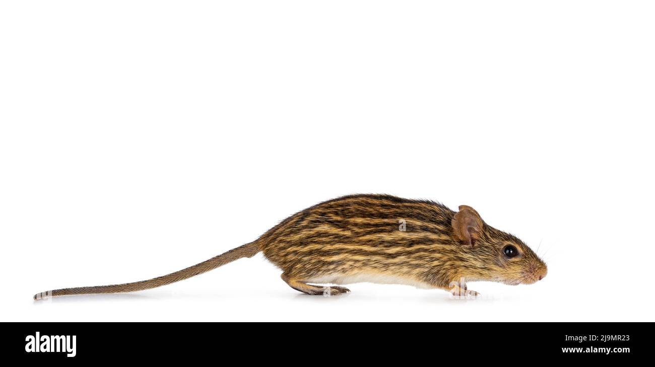 Striped grass mouse, running side ways. Isolated on a white background. Stock Photo
