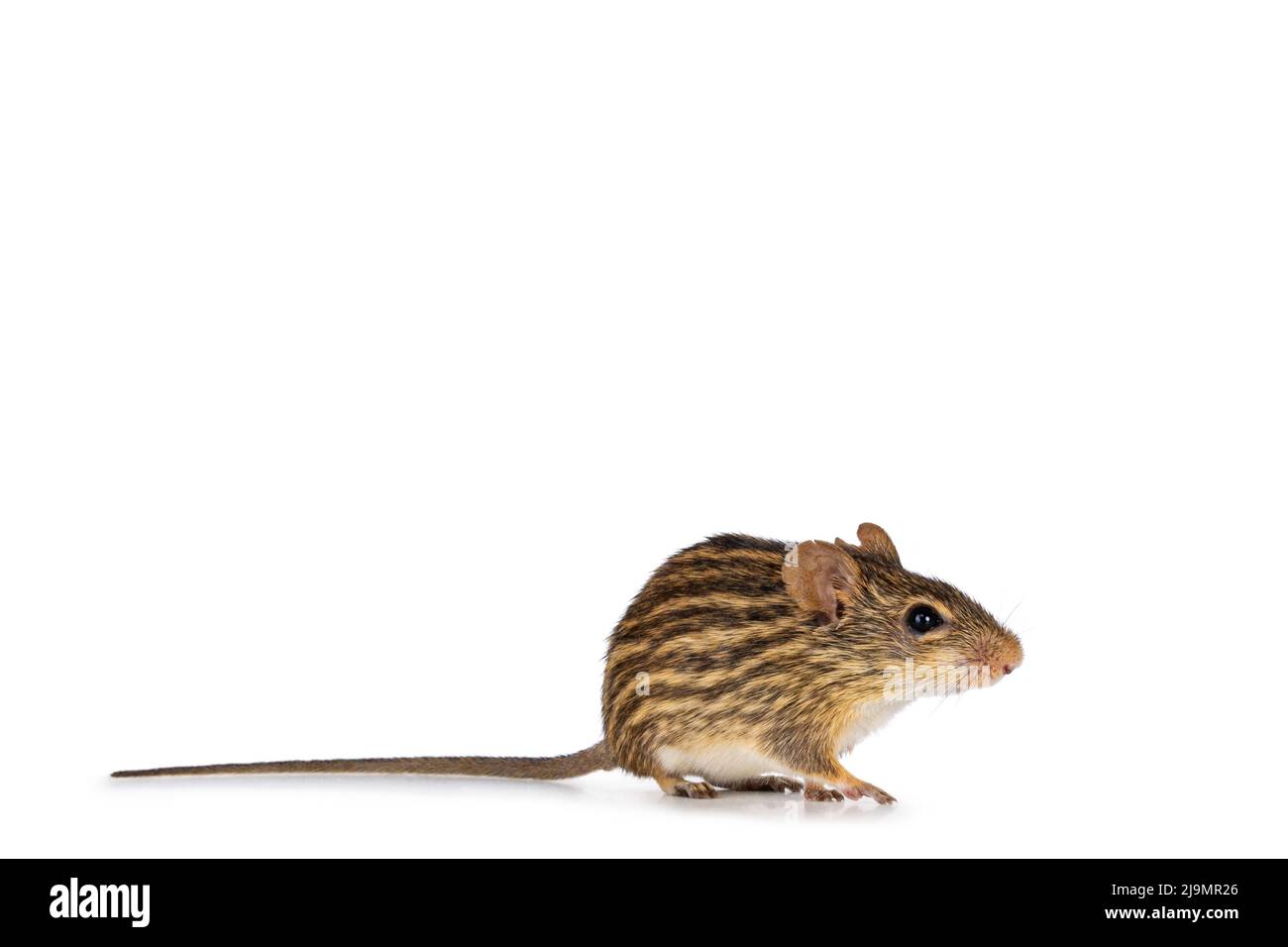 Striped grass mouse,sitting side ways. Looking away from camera. Isolated on a white background. Stock Photo