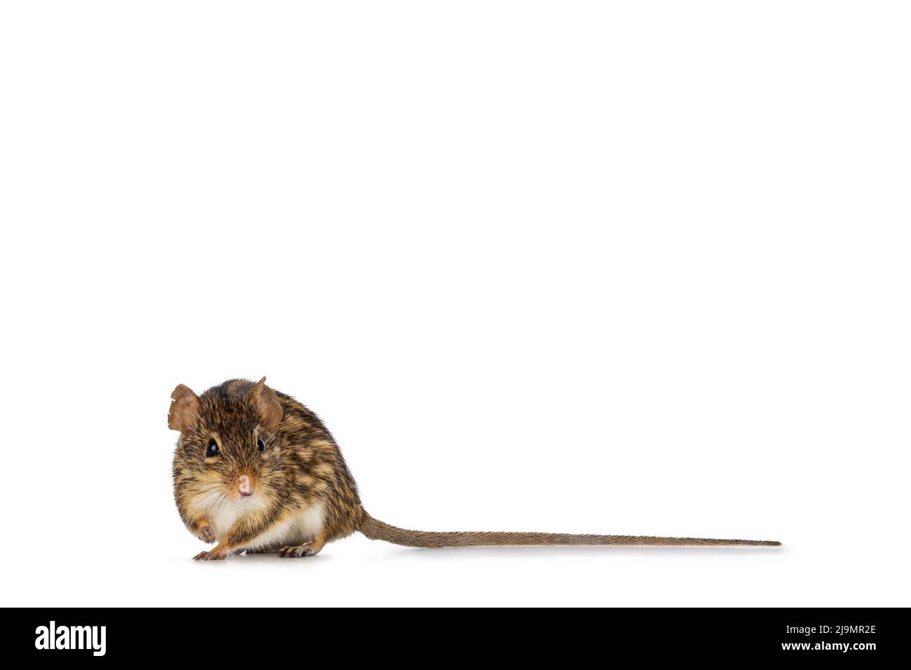 Striped grass mouse, sitting facing front. Looking towards camera showing two eyes. Isolated on a white background. Stock Photo