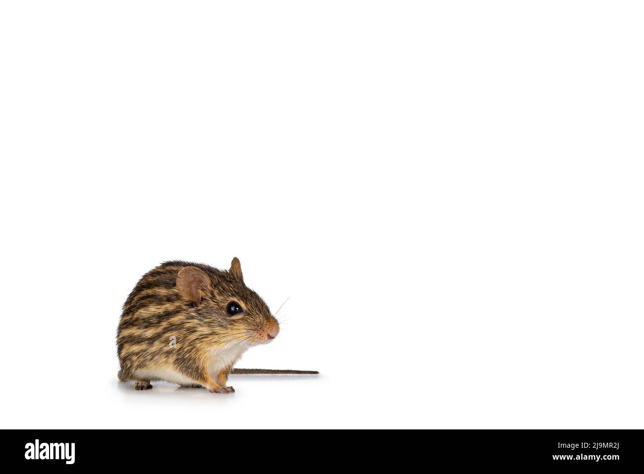 Striped grass mouse, sitting facing front. Looking towards camera eyes. Isolated on a white background. Stock Photo