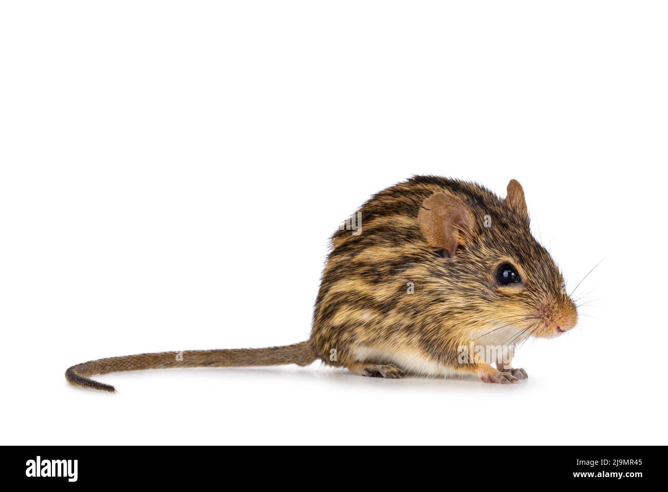 Striped grass mouse, sitting side ways. Looking towards camera. Isolated on a white background. Stock Photo