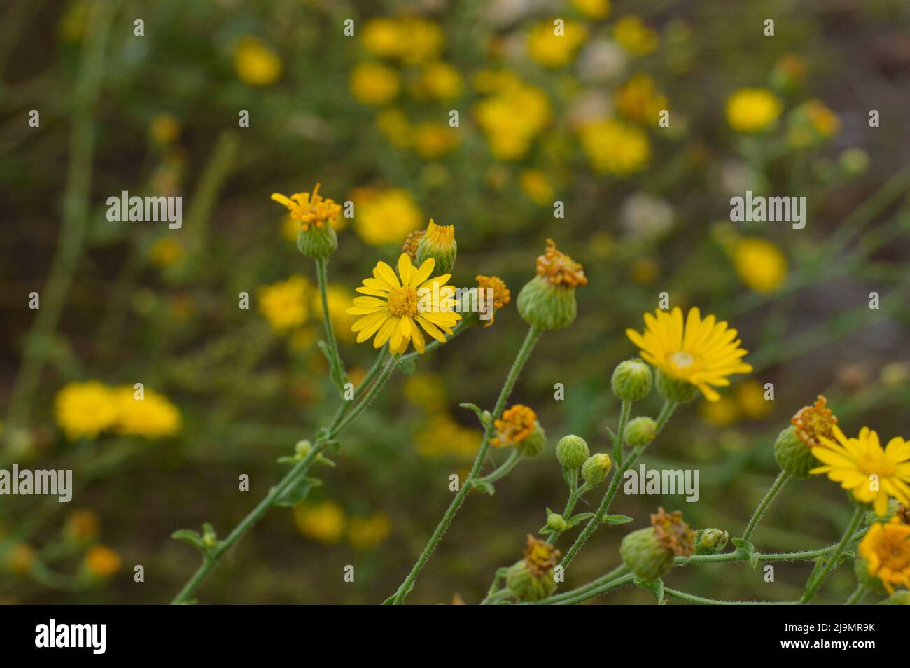 Yellow Camphorweed species plant in NC Stock Photo