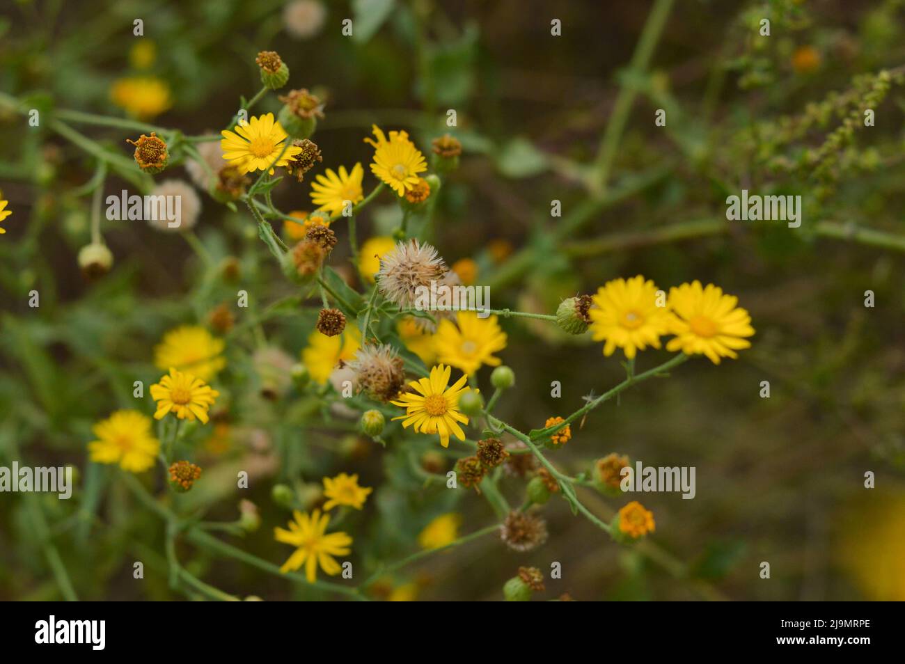 Yellow Camphorweed flowering in NC background Stock Photo