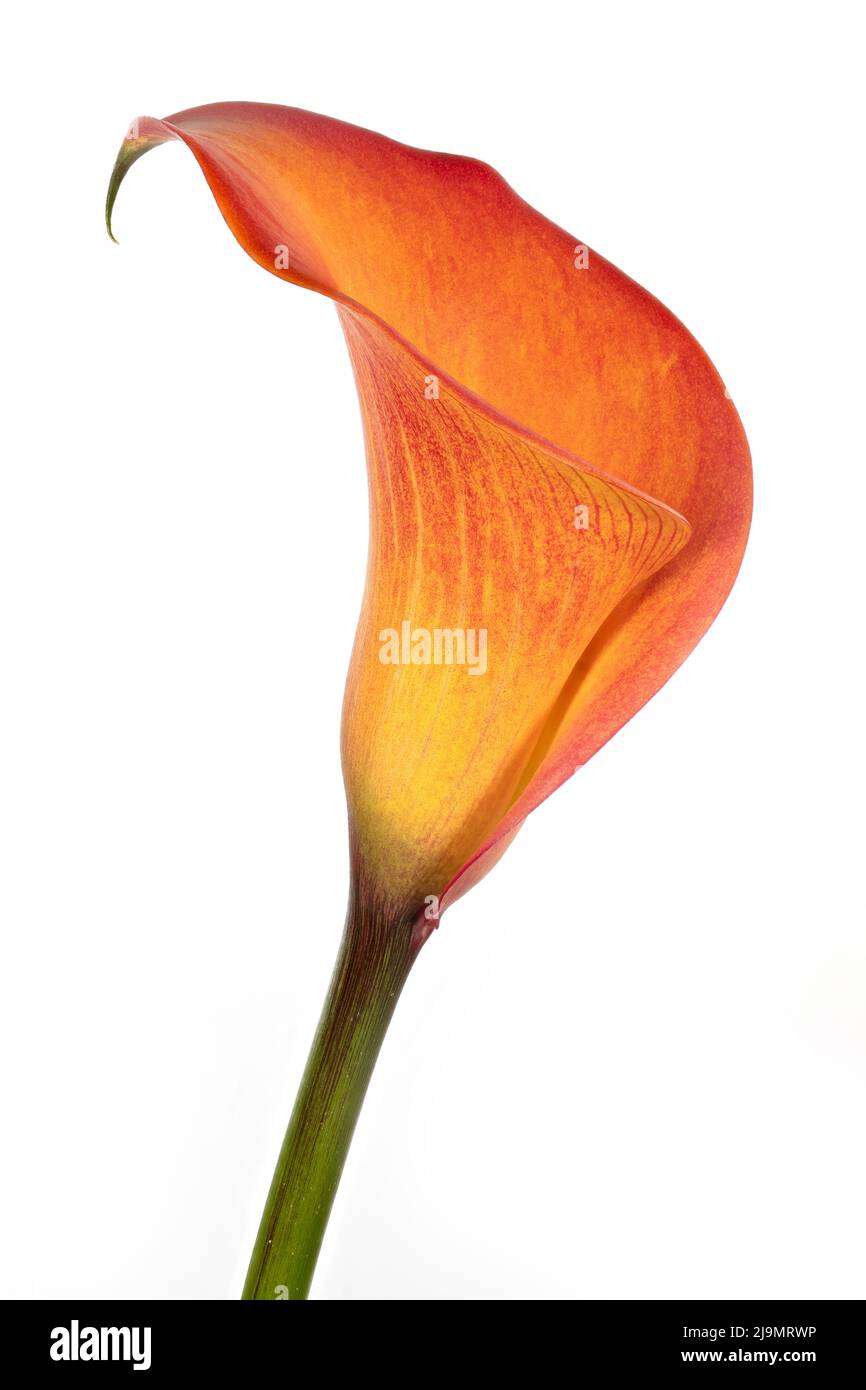 Gorgeous colours and dramatic shapes of an orange Calla Lily flower, photographed against a plain black background Stock Photo