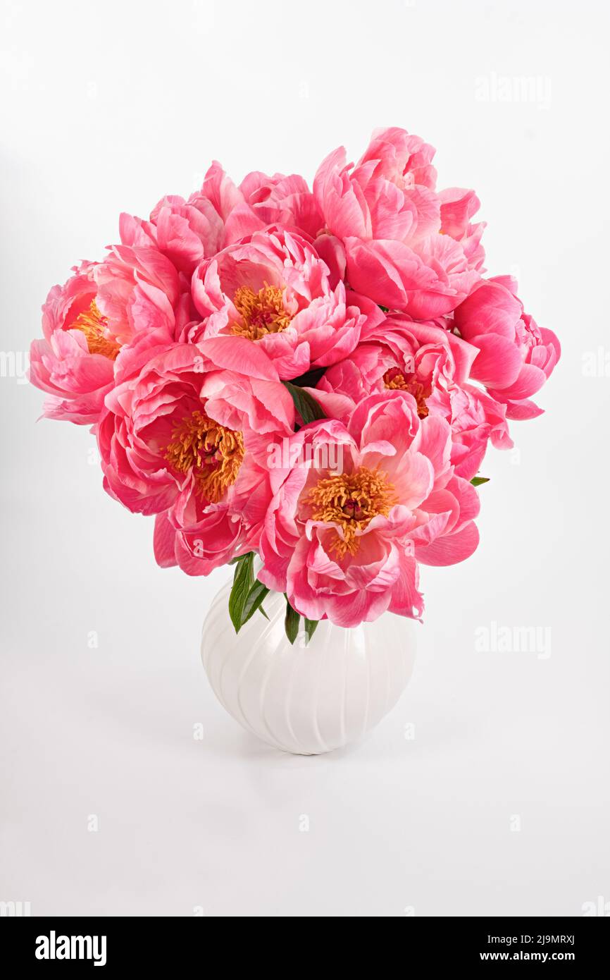A large bunch of beautiful pink Peonies in a white vase photographed ...