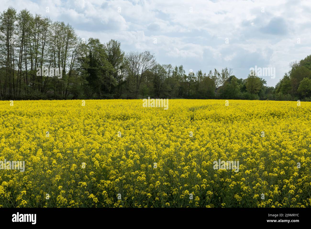 yellow rapeseed fields in germany Stock Photo Alamy