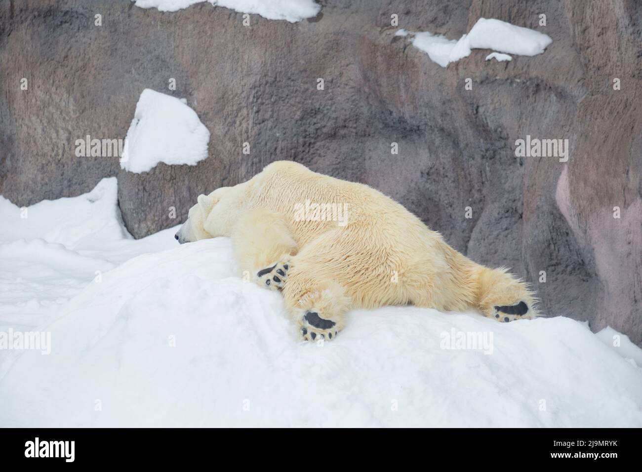 Arctic bear cub is lying and sleeping on the white snow. Ursus maritimus or Thalarctos Maritimus. Animals in wildlife. Stock Photo