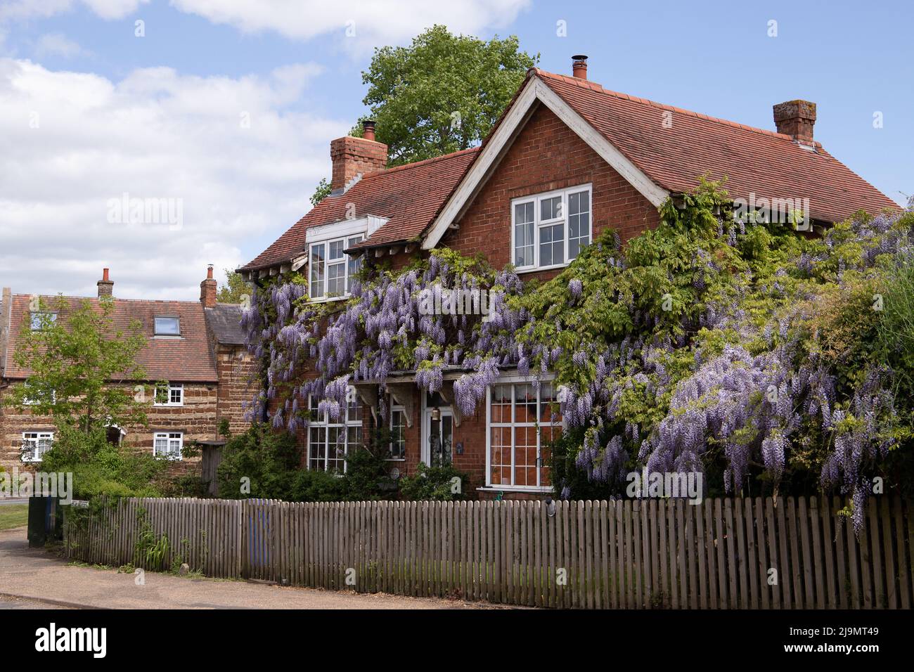 House covered in flowering Wisteria in the Northampton village of