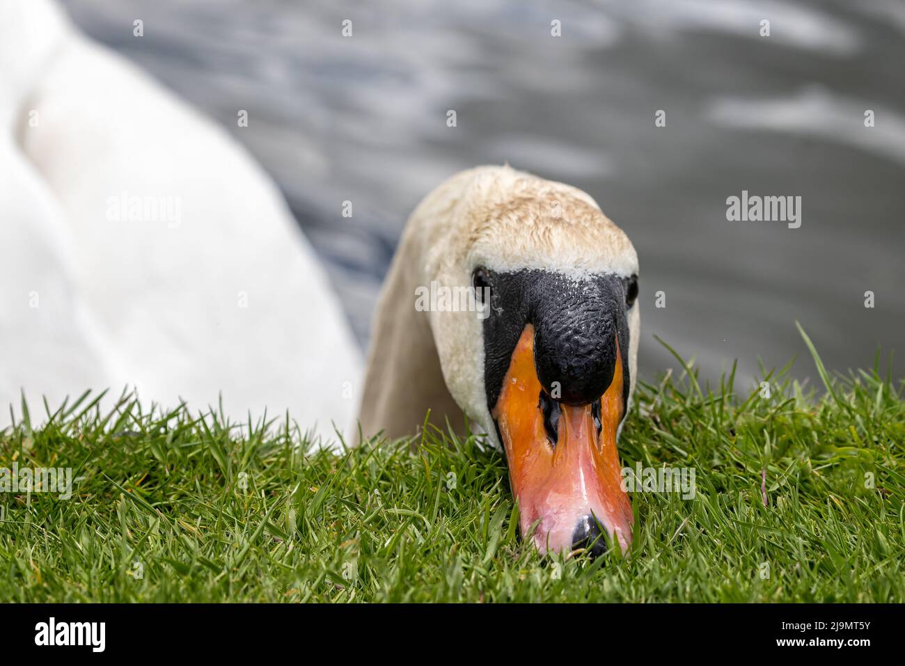 Eye level view of the head of an adult Mute Swan resting on grass at lake edge Stock Photo
