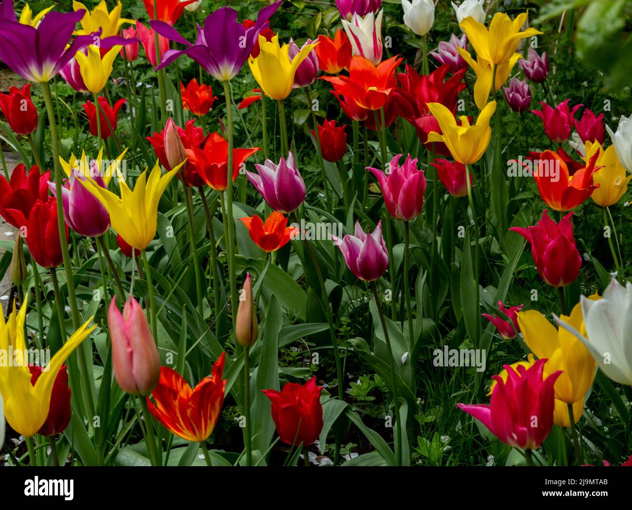 Tulip flower display. The bulbs were planted close together to produce