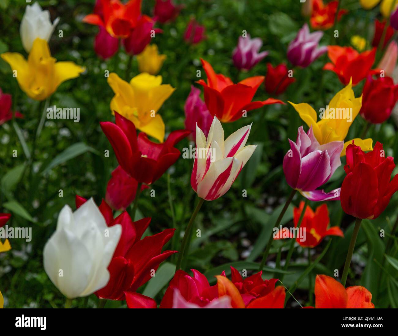 Tulip flower display. The bulbs were planted close together to produce