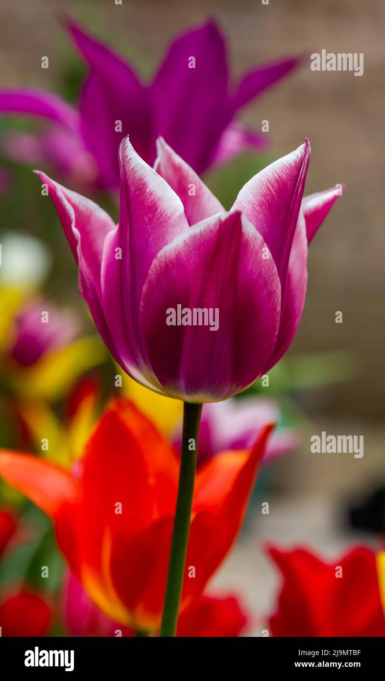 Lily flowering tulip 'Ballade' close up. Stock Photo