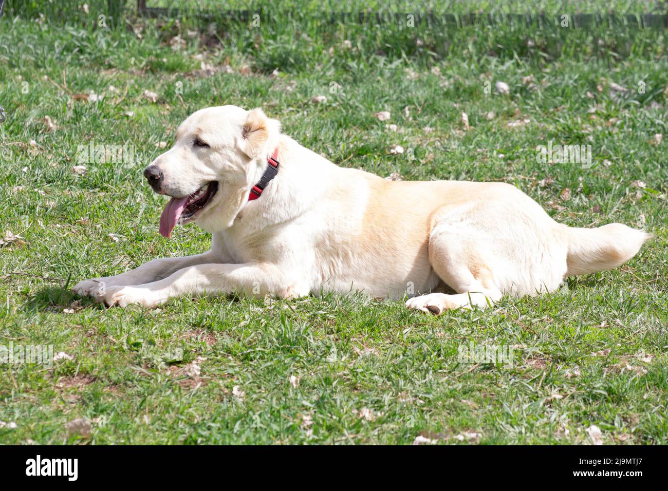Central asian shepherd dog is lying on a green grass in the spring park and looking away. Alabay or aziat. Pet animals. Purebred dog. Stock Photo