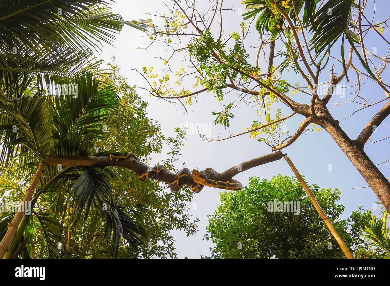 Artificial snake wrapped around a tree branch high overhead, Goa, India Stock Photo
