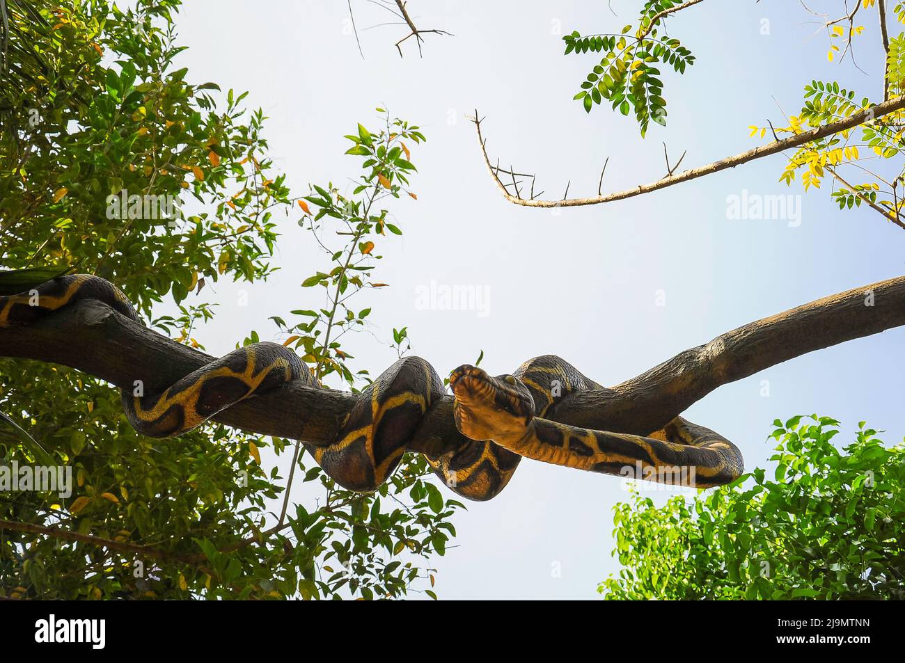 A snake mummy wrapped around a tree branch in Goa, India. Stock Photo