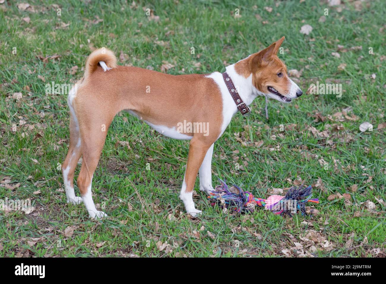 Cute basenji puppy is standing on a green grass in the spring park with his toys. African bush dog or congo dog. Pet animals. Purebred dog. Stock Photo