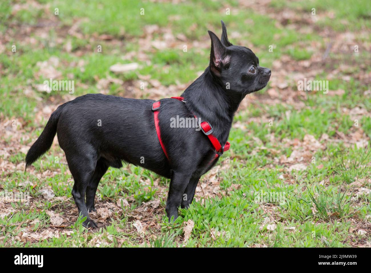 Black mini chihuahua puppy is standing on a green grass in the spring park and looking away. Teacup puppy. Pet animals. Purebred dog. Stock Photo