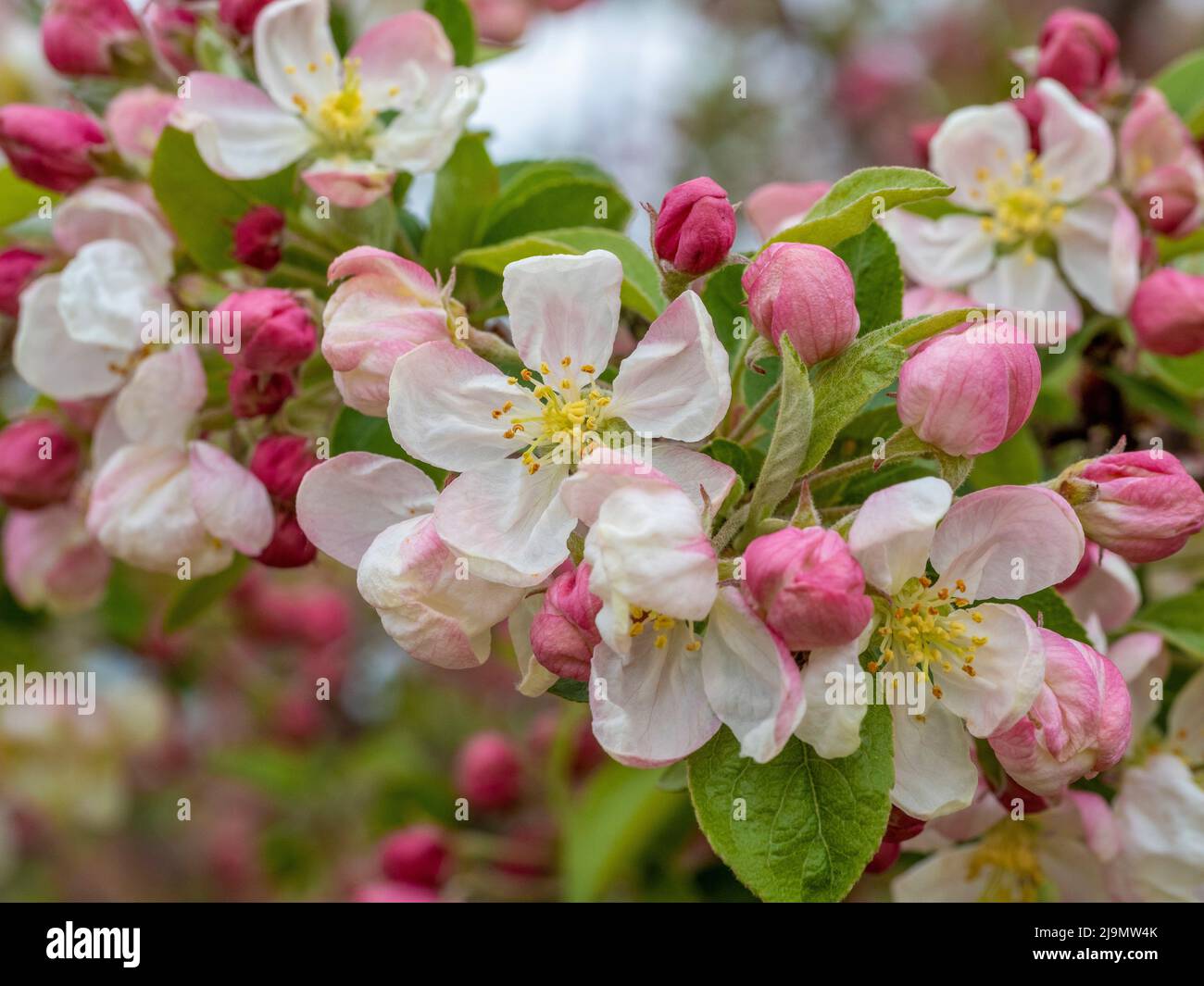 White tinged with pink blossom on crab apple tree. Malus 'Evereste