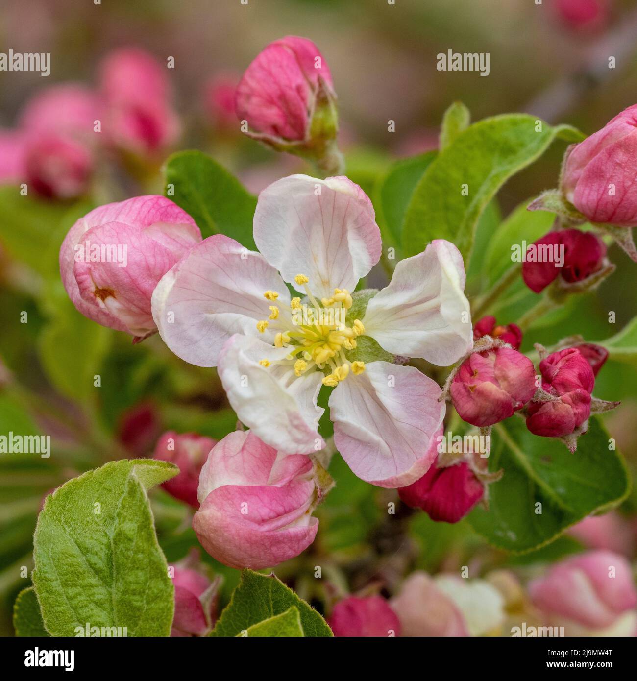White tinged with pink blossom on crab apple tree. Malus 'Evereste' Stock Photo