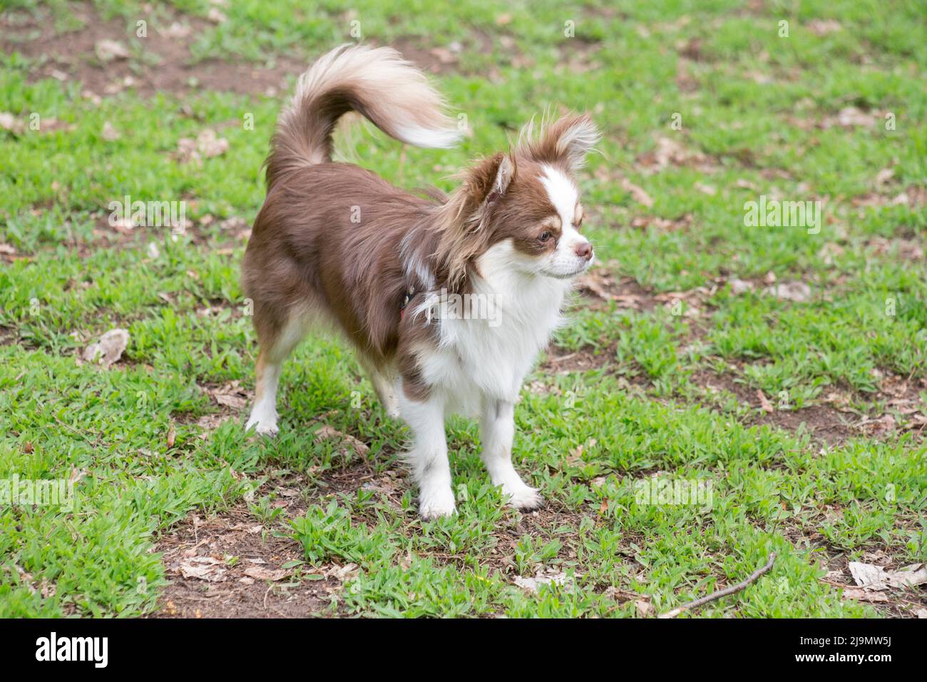 Cute long-haired chihuahua puppy is standing on a green grass in the spring park and looking away. Pet animals. Purebred dog. Stock Photo