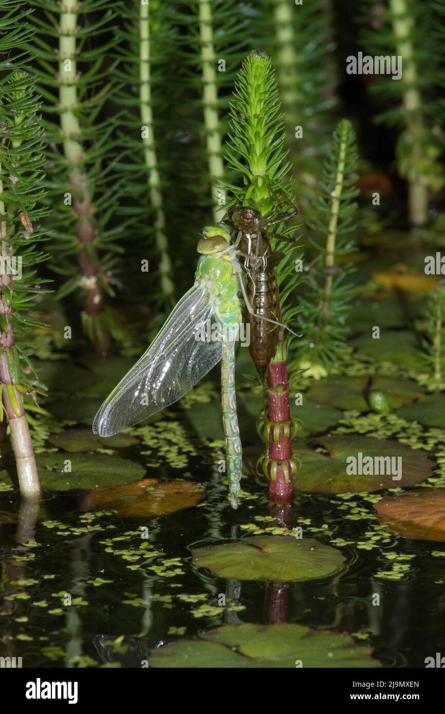 Emperor dragonfly, Anax imperator, emerging from larval case at night, May, UK Stock Photo