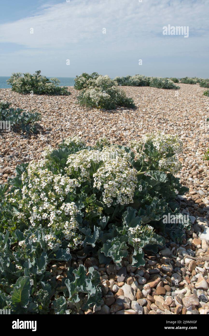 Crambe maritima,  sea kale, seakale, crambe, in flower growing in pebbles on the sea shore at Pagham, Sussex, UK, May Stock Photo