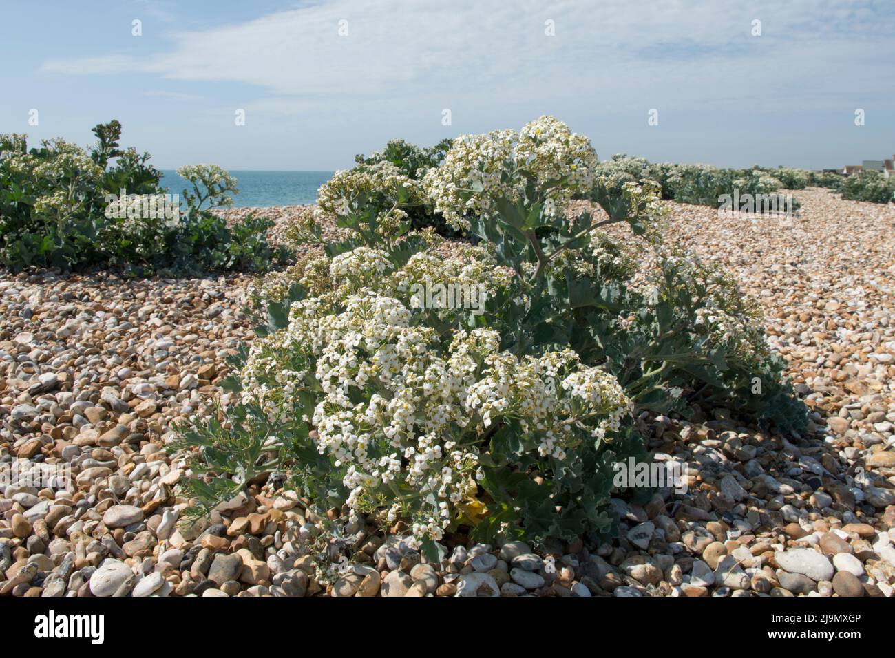 Crambe Maritima Sea Kale Seakale Crambe In Flower Growing In crambe-maritima-sea-kale-seakale-crambe-in-flower-growing-in