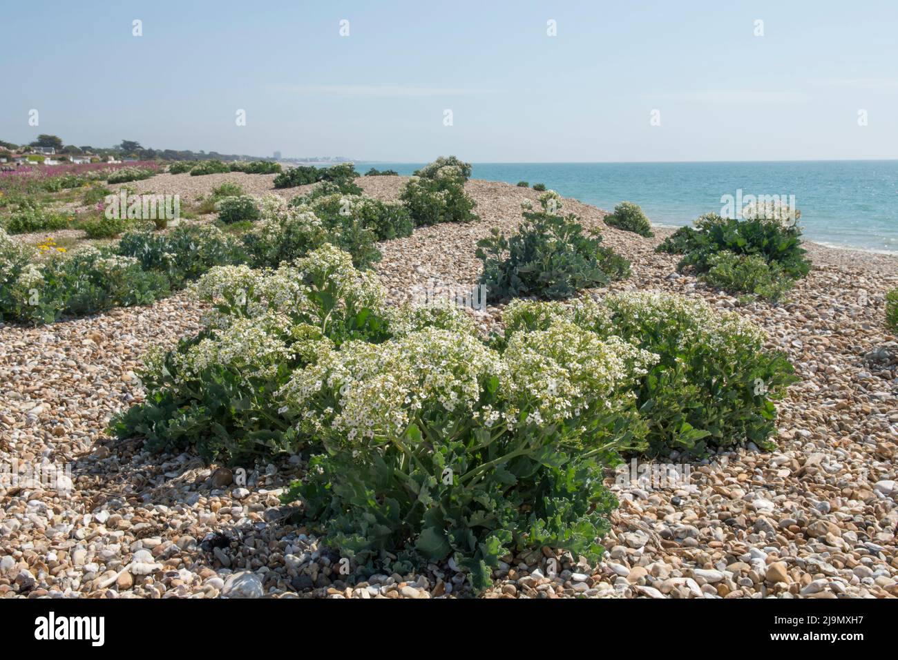 Crambe maritima, sea kale, seakale, crambe, in flower growing in ...