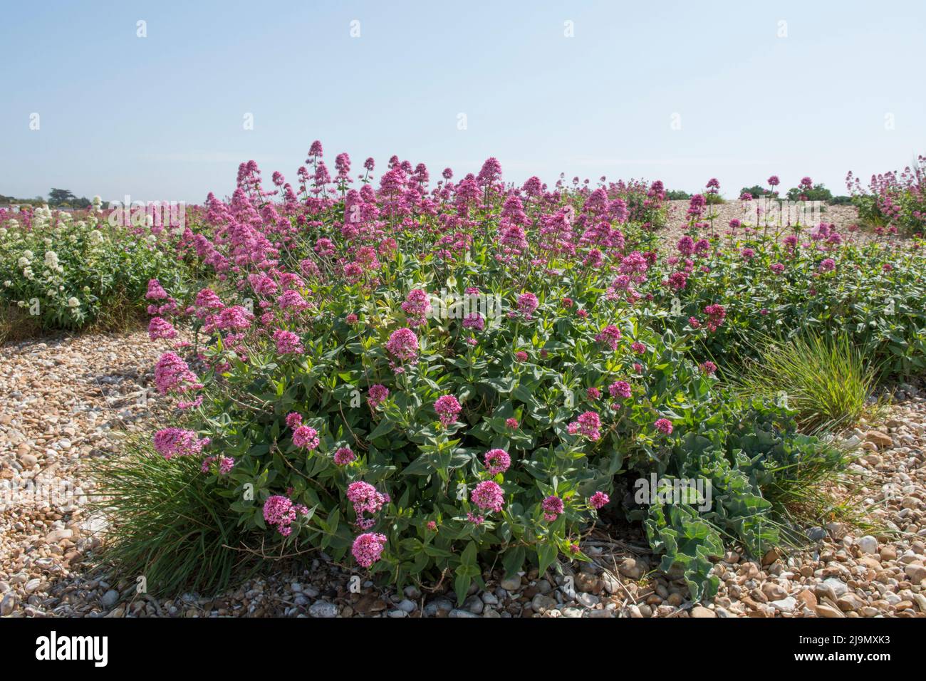Centranthus ruber, red valerian, spur valerian, valerian, flowers growing in clumps on the beach, pebbles, foreshore at Pagham, Sussex, UK Stock Photo