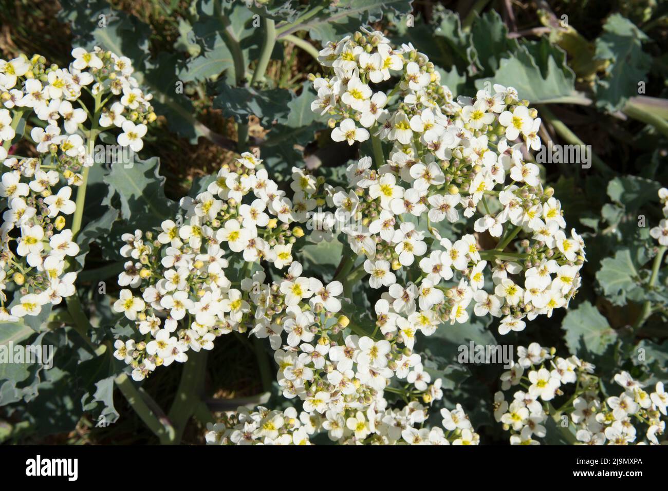 Crambe maritima,  sea kale, seakale, crambe, in flower growing in pebbles on the sea shore at Pagham close-up of flowers, Sussex, UK, May Stock Photo